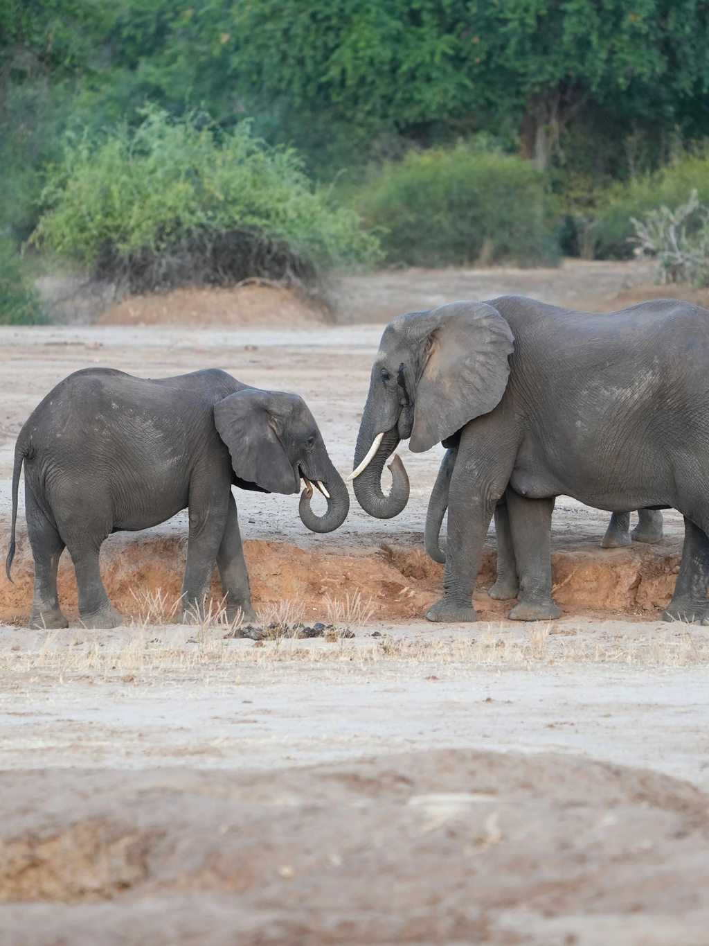 Elephants of Senegal an example photo of a small group of Elephants, Africa